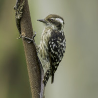 Brown-capped Pygmy Woodpecker
